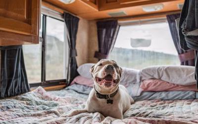 Les chiens, nos compagnons idéaux pour les vacances