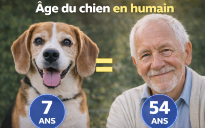 Âge du chien en humain : tableau, calculateur et conseils par stade de vie