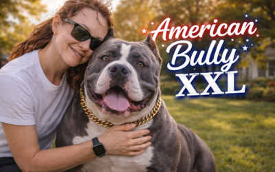 American Bully XXL : caractère, éducation, législation et guide complet