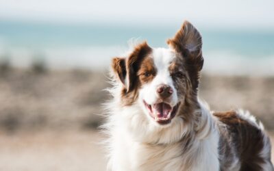 Whippet : caractère, éducation et comportement — Le guide de l’éducatrice
